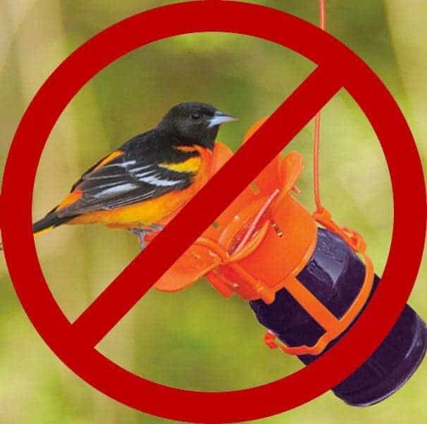 entice Baltimore orioles with a bird feeder style that suits them