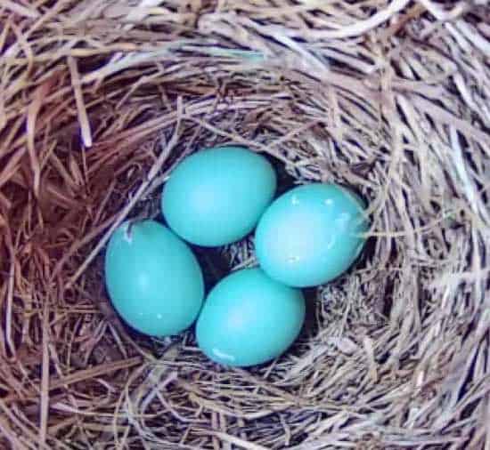 Eastern bluebird eggs. Photo by D'Bee Photography by Debbie McCaleb.