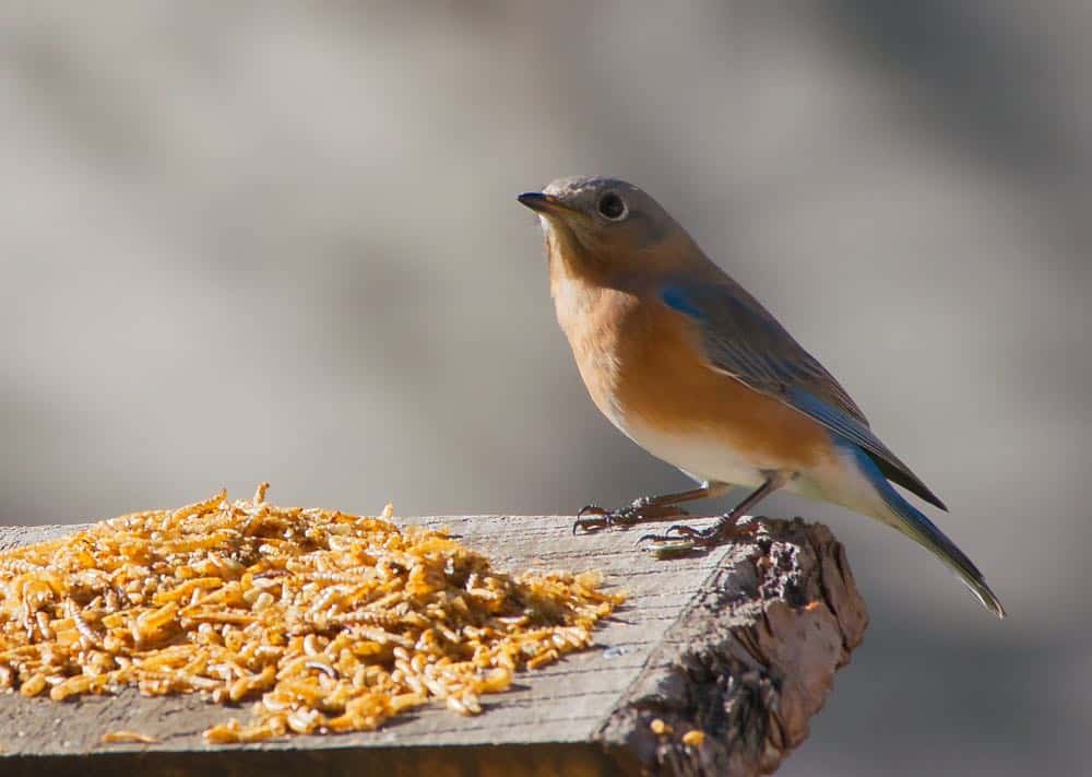 Eastern bluebird preparing to snack on mealworms.