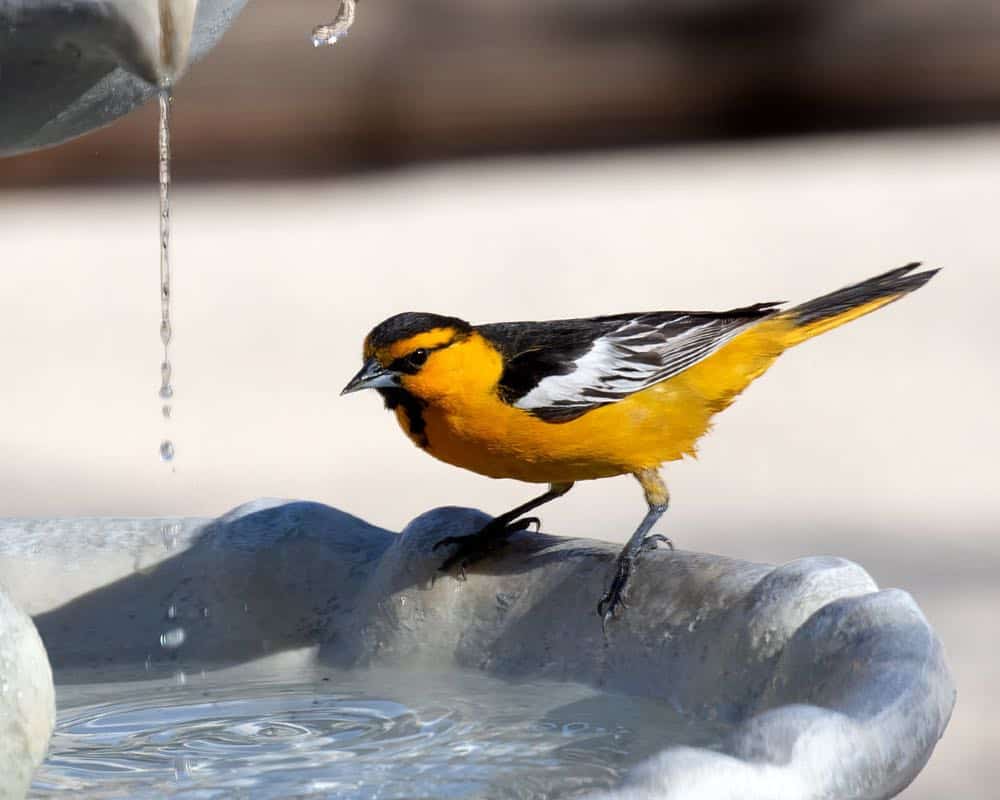 easily attract Baltimore orioles with water such as a birdbath