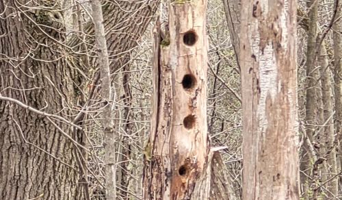 A bluebird couple would love to move into one of these abandoned woodpecker cavities.