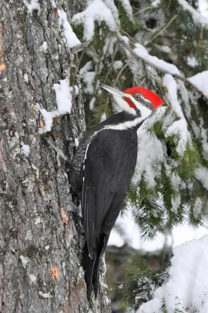 pileated woodpecker climbing tree in winter