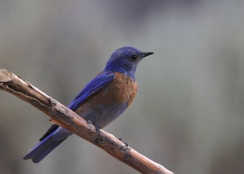 Western bluebird perched on branch