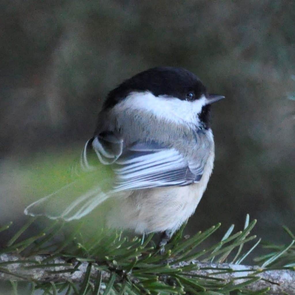 attract black capped chickadees