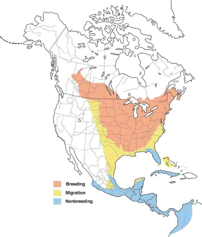 map of Baltimore oriole migrating, breeding, and winter range