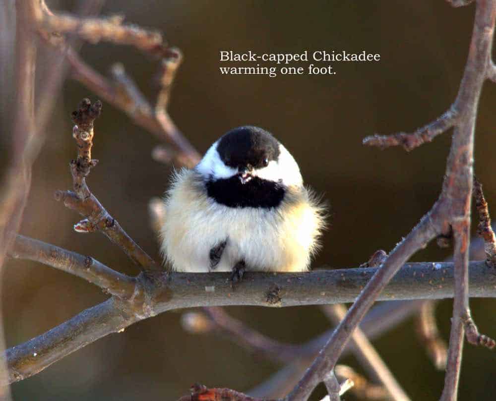 Black-capped chickadee on one foot, warming the other