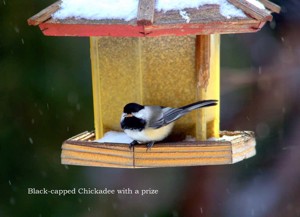 Black capped chickadee on feeder