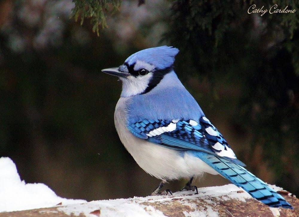 Blue jay Ohio winter bird