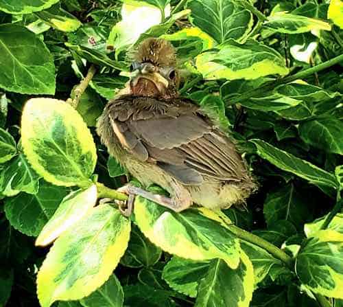 Cardinal fledgling nestled in a tree