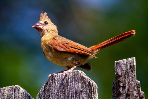 Female juvenile northern cardinal perched on a fence
