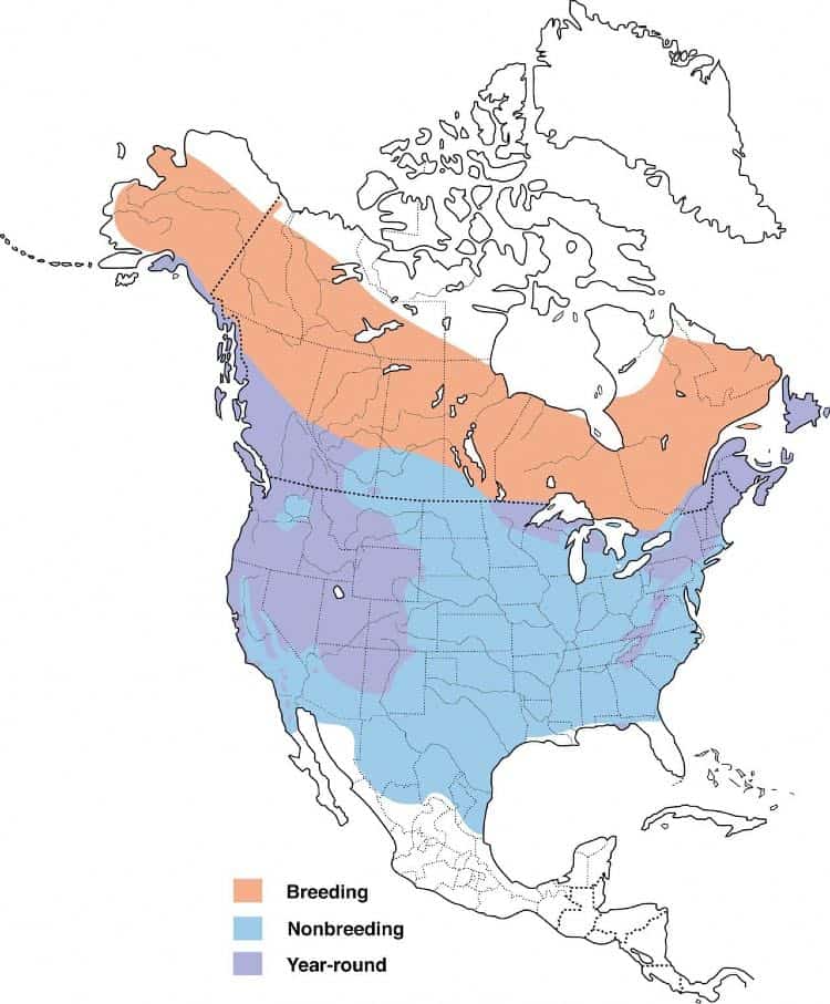 Map of the dark-eyed junco range