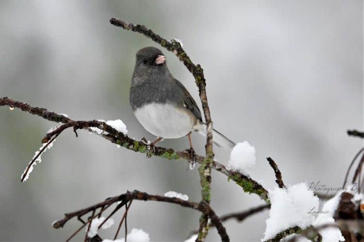 Dark-eyed junco Ohio winter bird