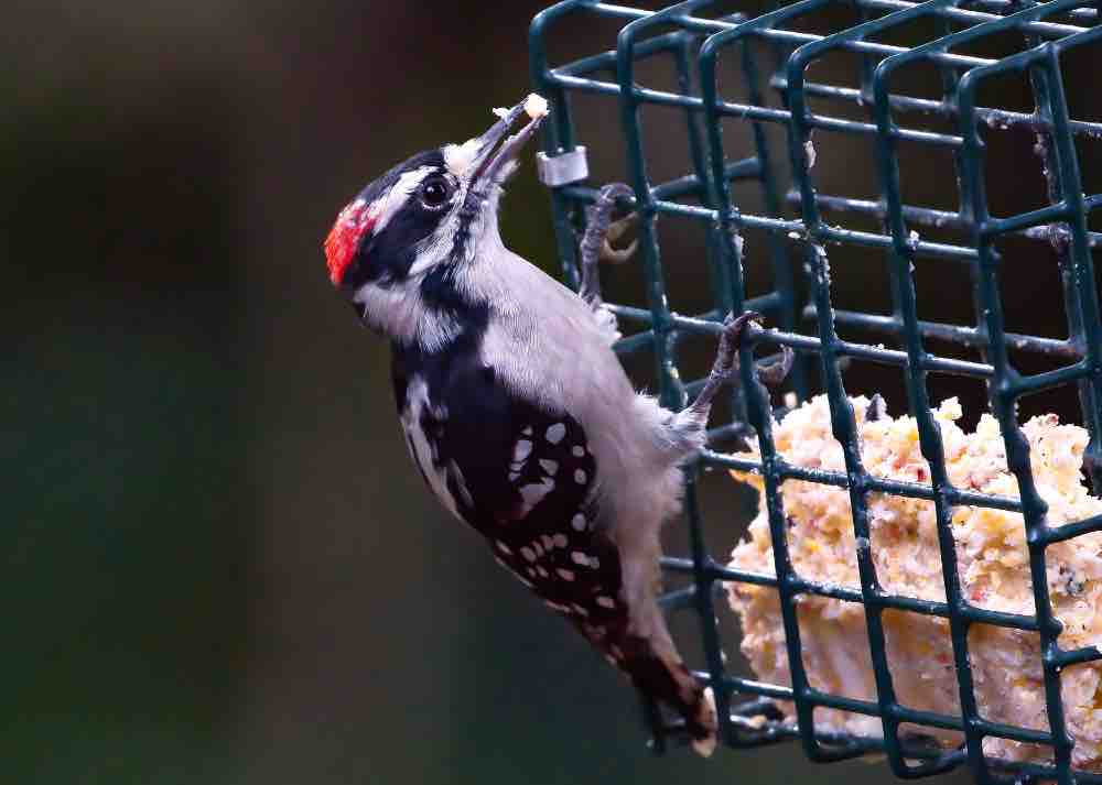 Male downy woodpecker at suet