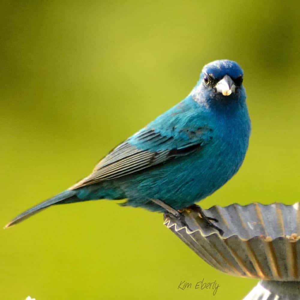 Male indigo bunting perched on edge of dish