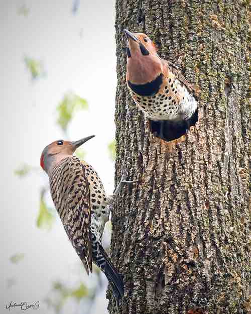 Northern flickers peeking out of tree cavity