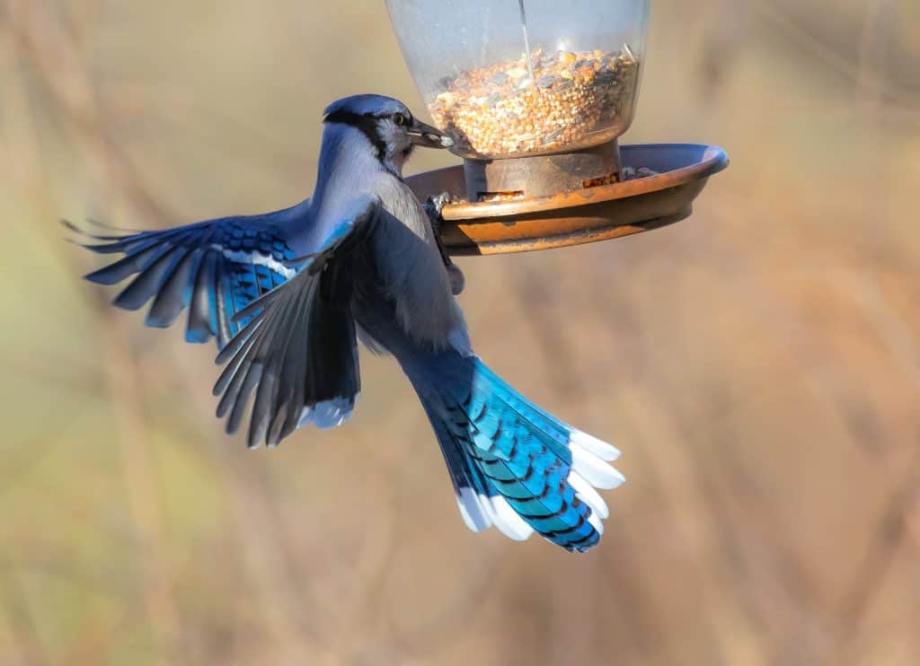 Blue Jay having a hard time eating from the bird feeder