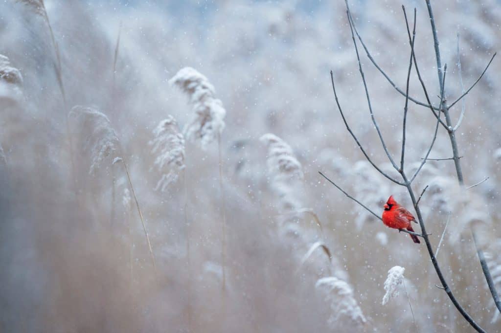 bright red cardinal winter