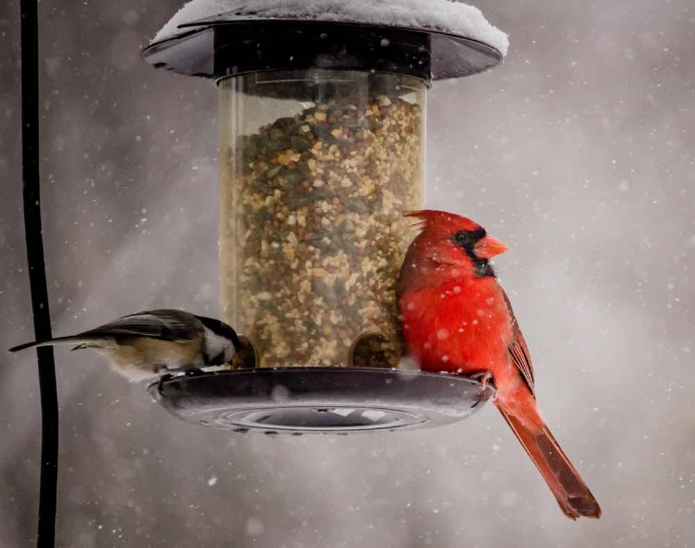 Male cardinal and black capped chickadee at feeder.