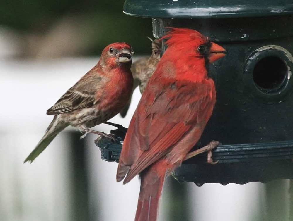 Male cardinal and male house finch on the feeder together