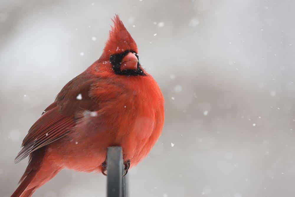 Cardinal on branch when snowing