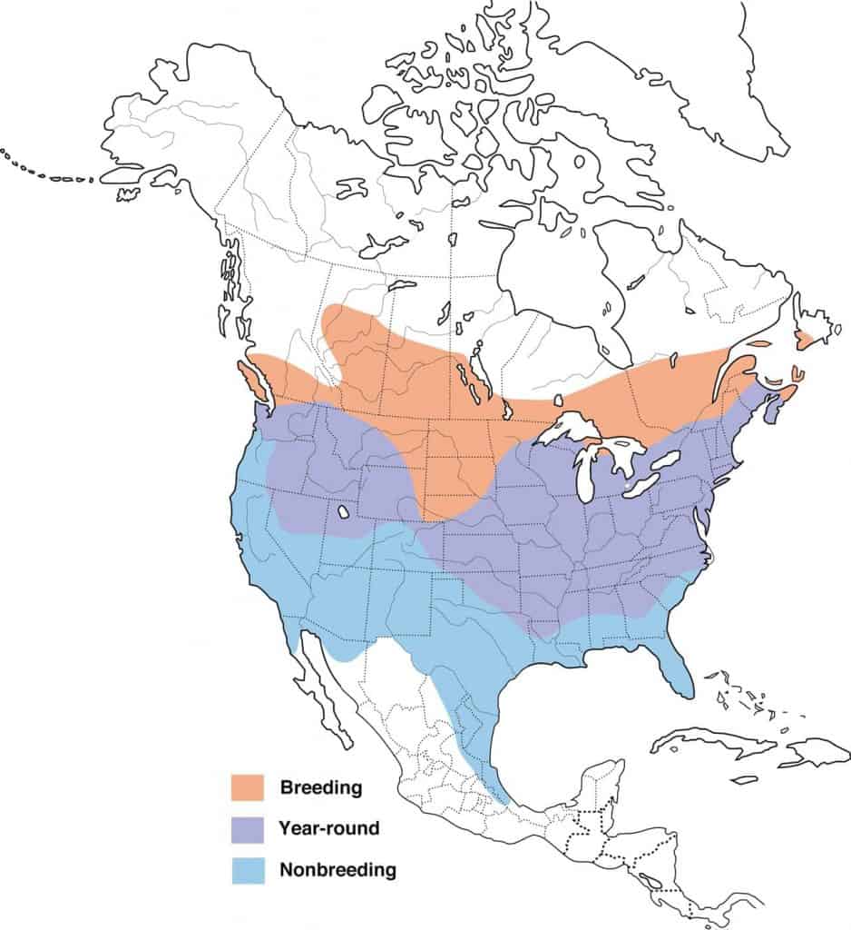 American goldfinch map range