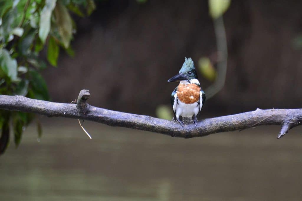 Belted kingfisher on a perch
