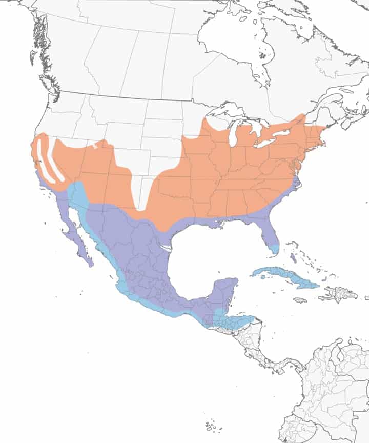 Blue gray gnatcatcher range map