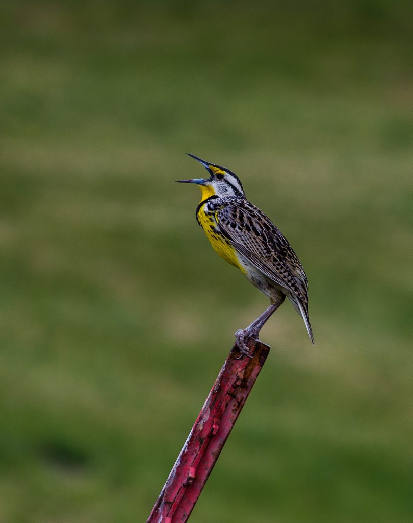 Eastern meadowlark singing on a fence post