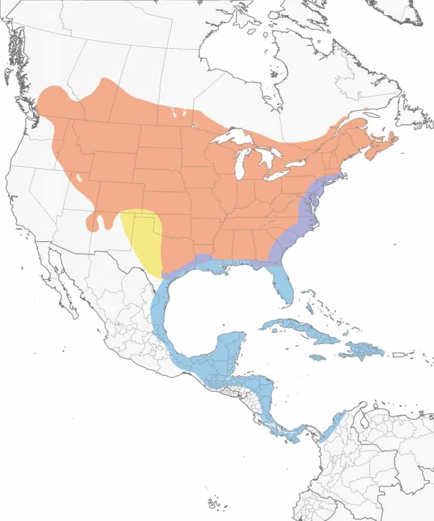Gray catbird range map.