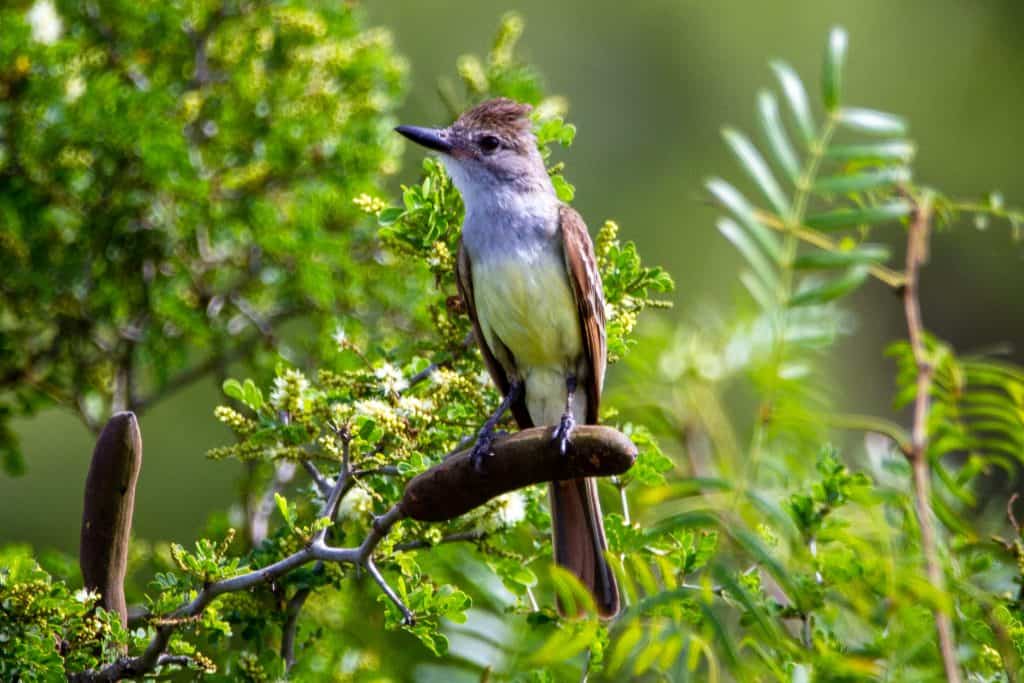 Great crested flycatcher. 