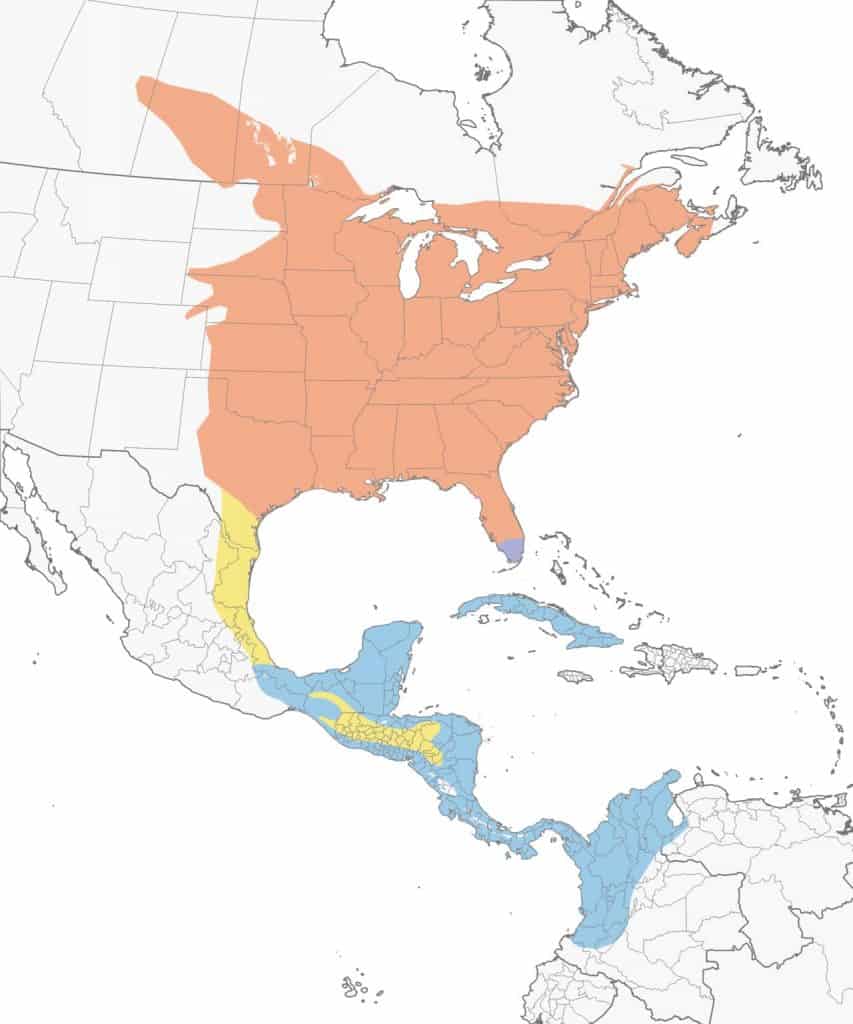 Great crested flycatcher range map. 