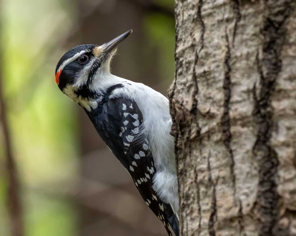 Hairy woodpecker hopping up a tree