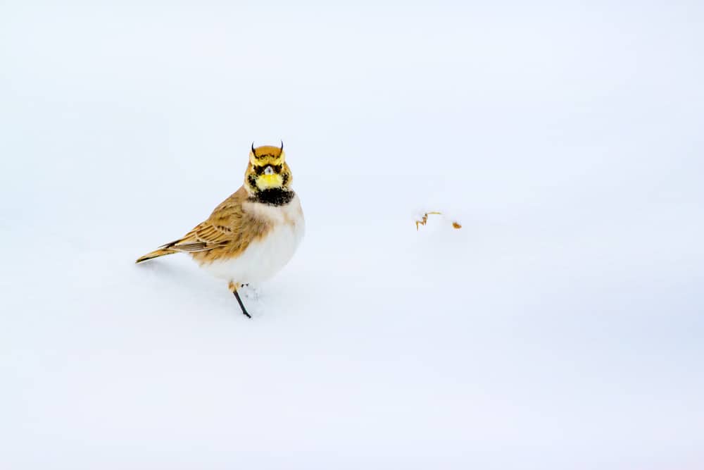 horned lark in the snow