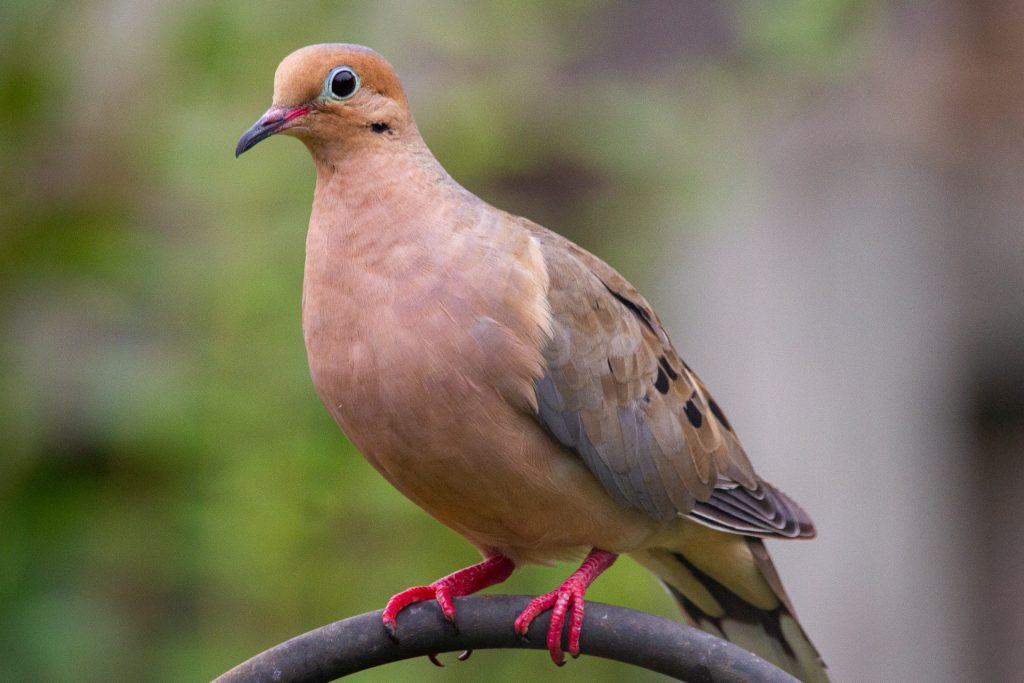 Mourning dove. 