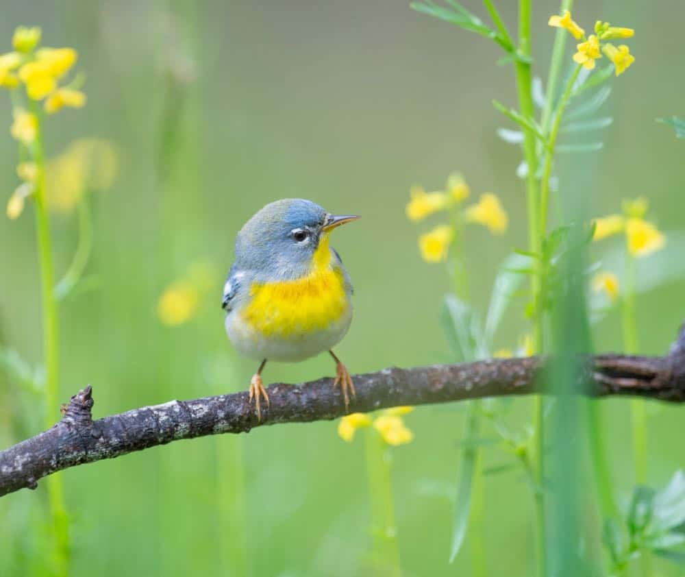 Northern Parula on a branch