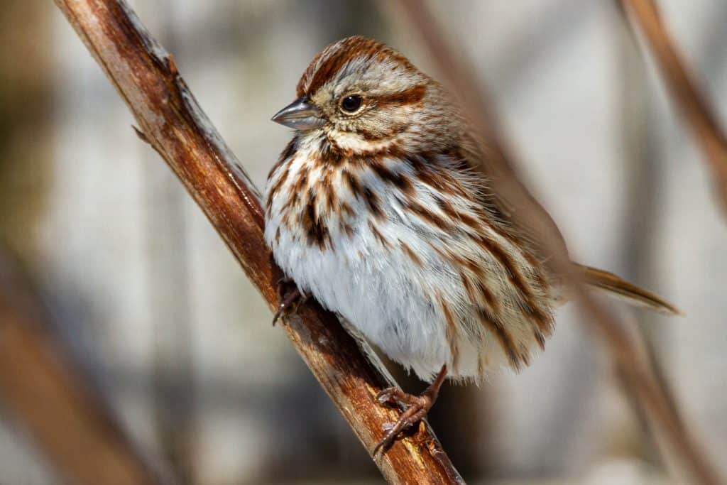 Song sparrow on a branch