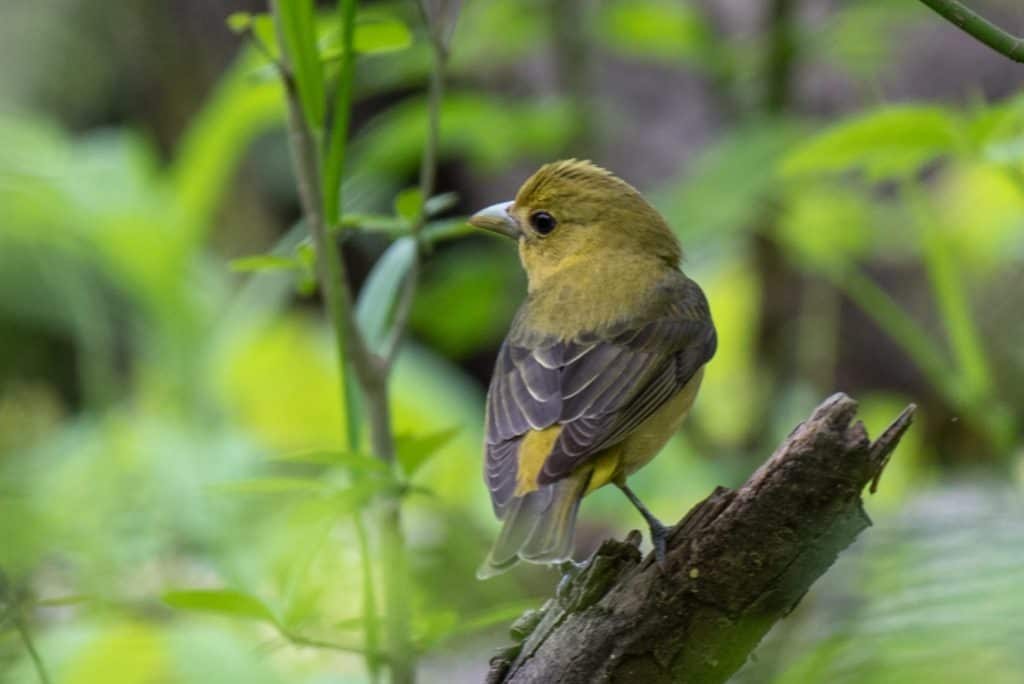 Female Scarlet tanager perched on a branch