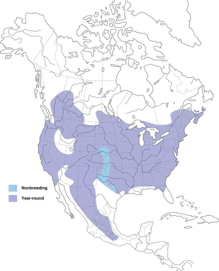 White breasted nuthatch range map
