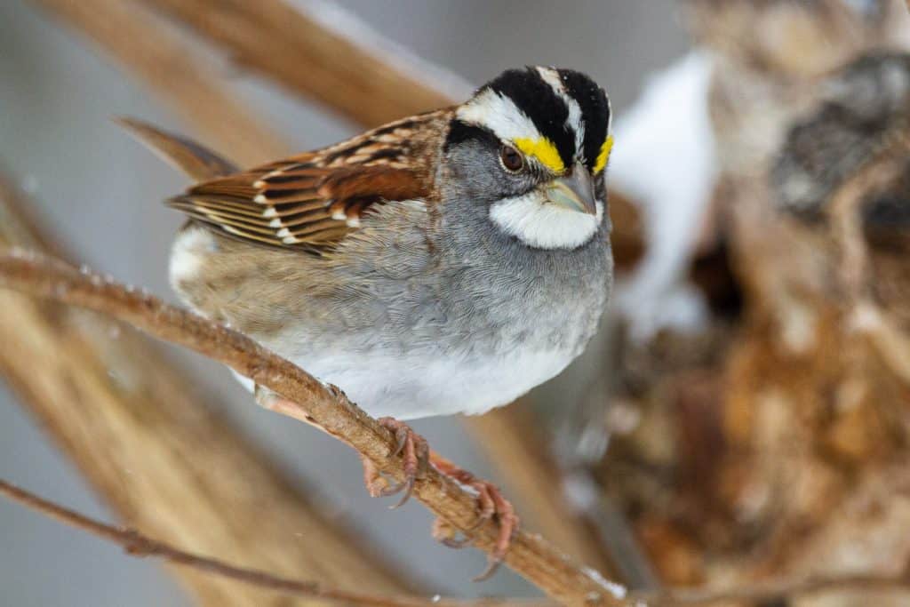 White throated sparrow perched on a branch