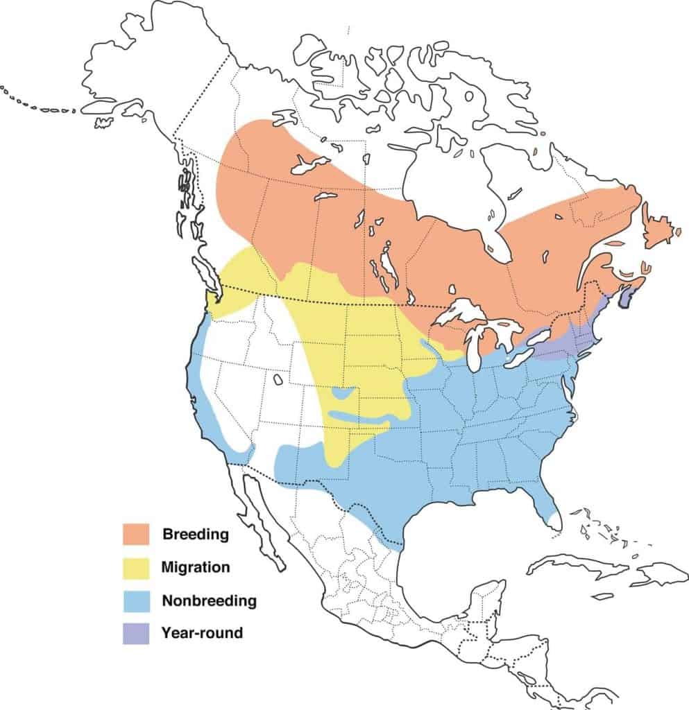 White-throated sparrow range map.