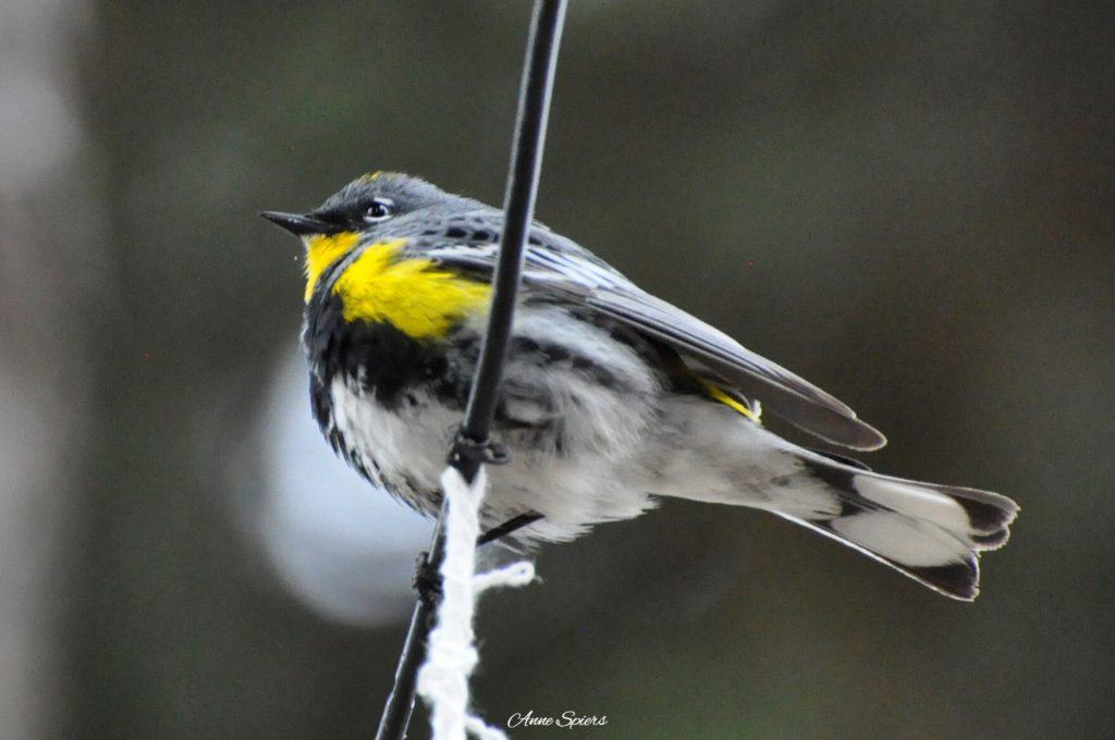 Yellow-rumped warbler perched on a branch