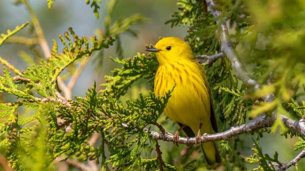 Yellow warbler perched on a branch