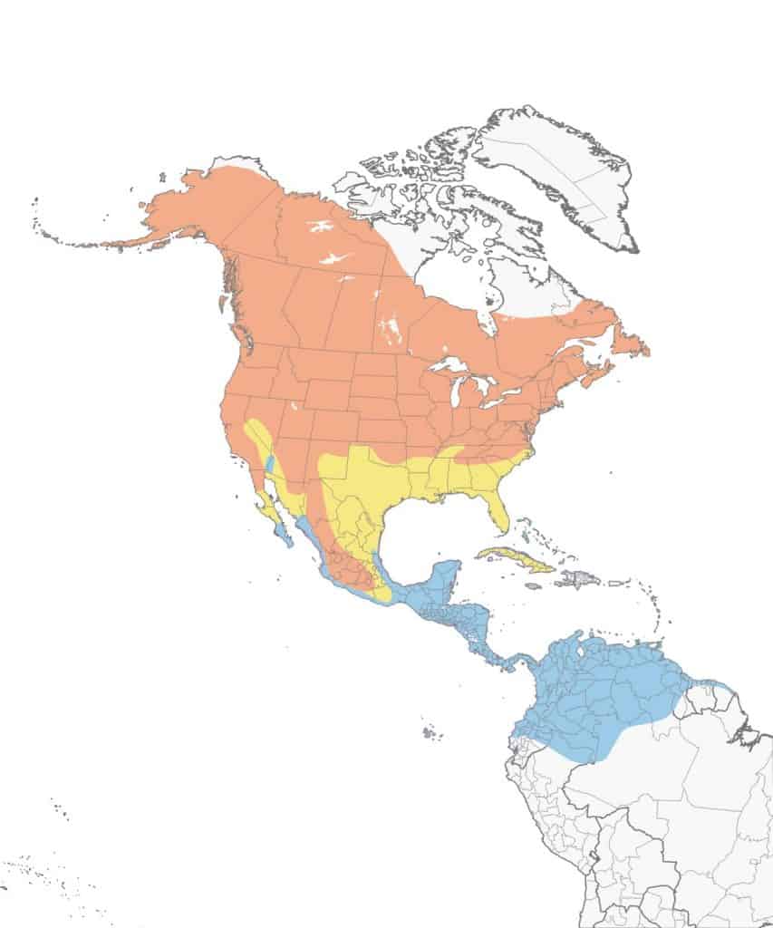 Yellow warbler range map. 