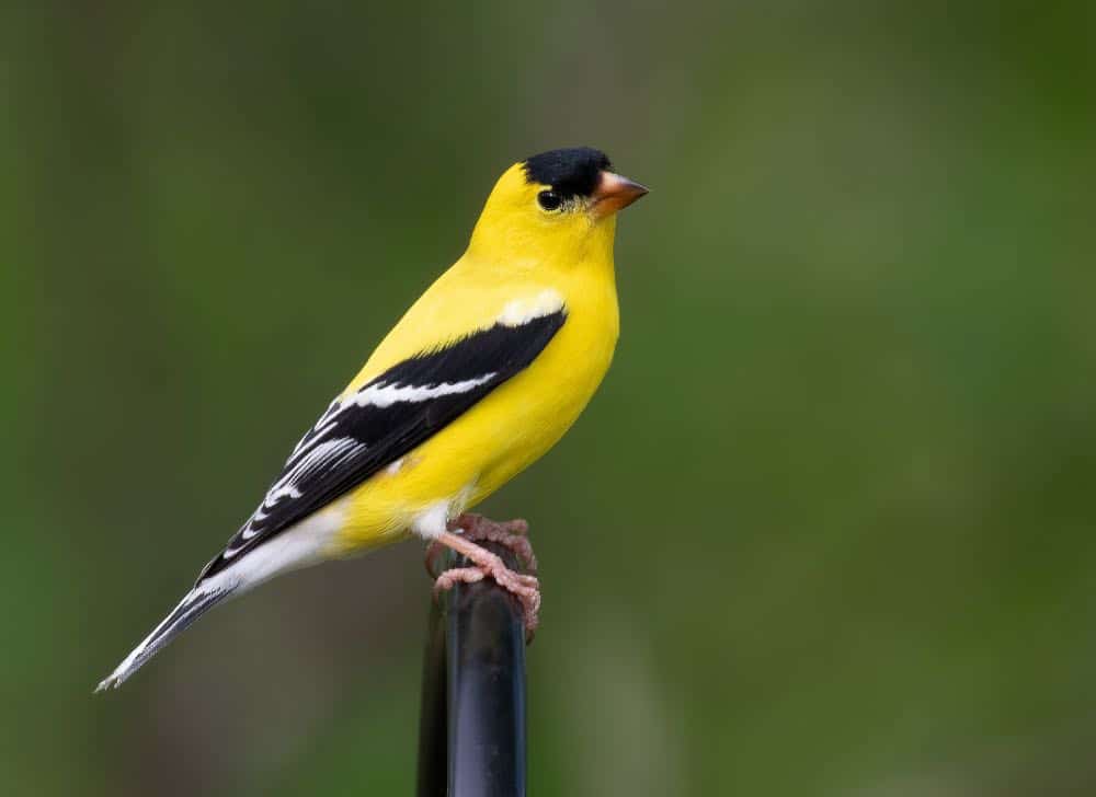American goldfinch perched on a pole