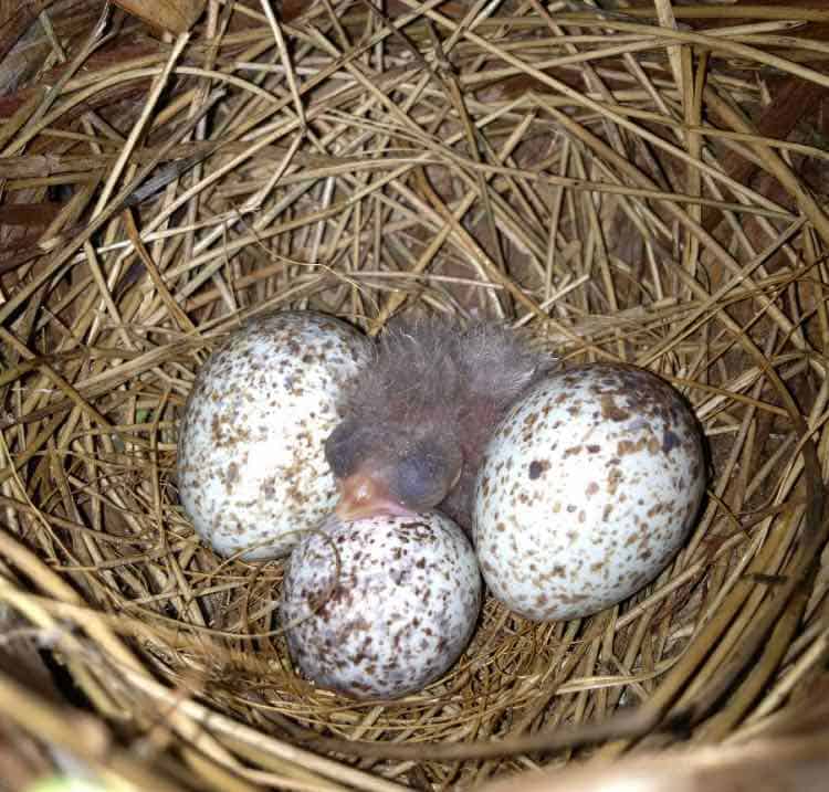 3 cardinal eggs and hatchling in a nest