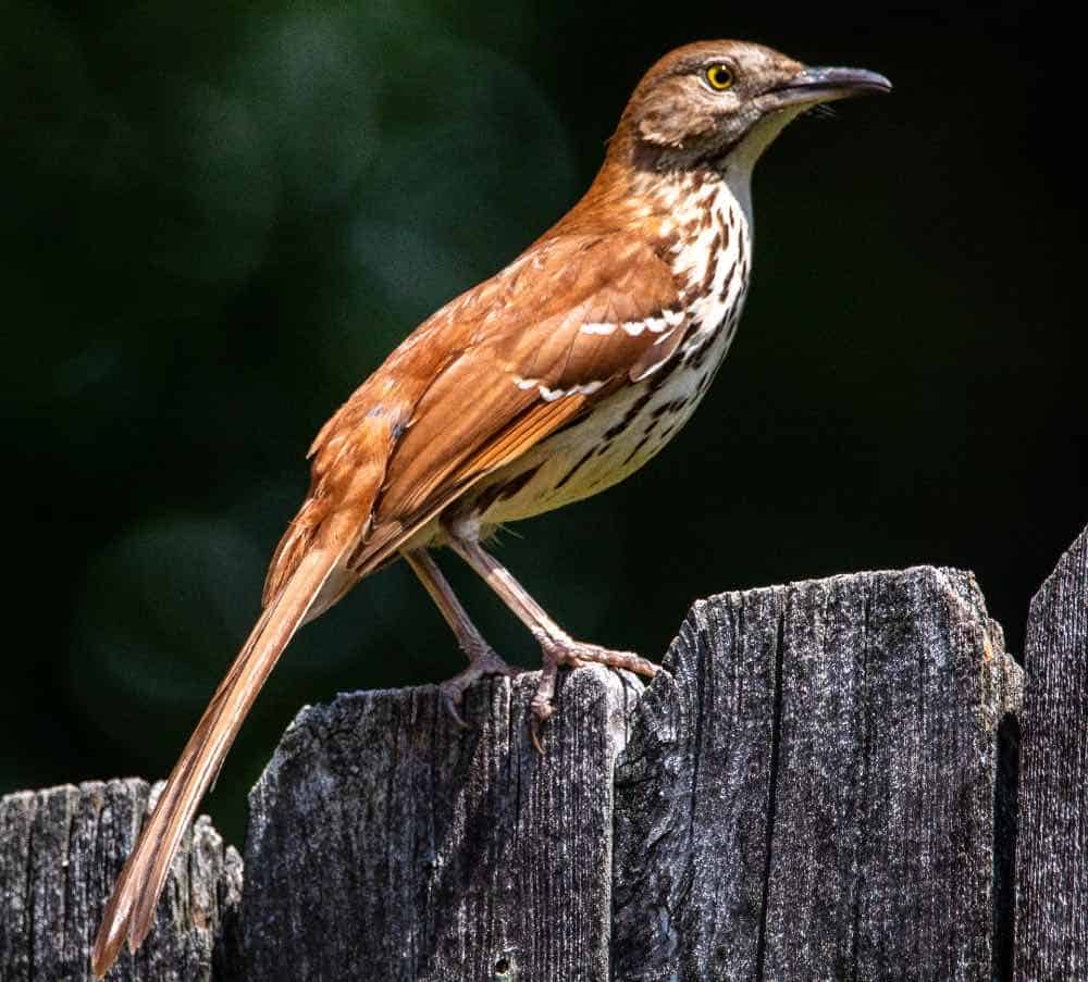 Brown thrasher perched on a fence