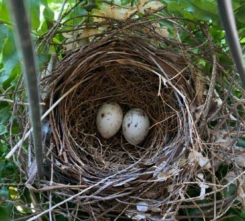 Cardinal eggs in a nest