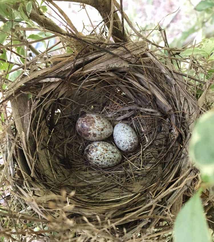 nest with cardinal bird eggs