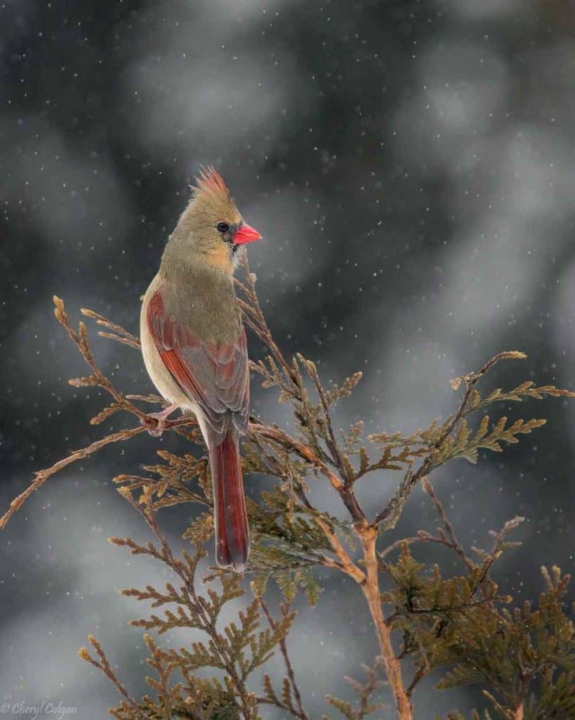 Female cardinal with a backdrop of snow