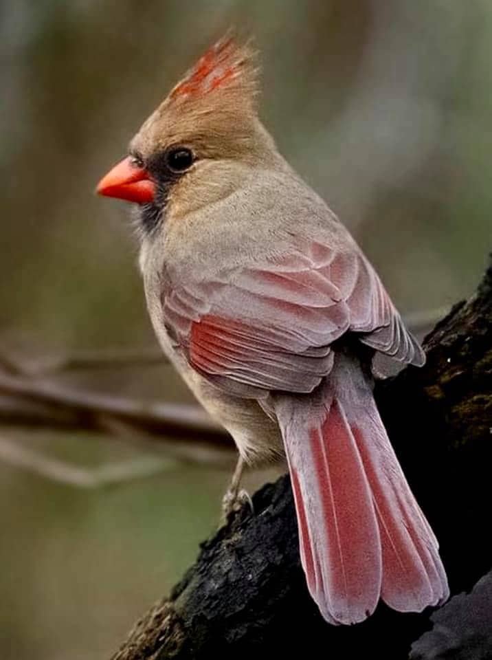 Female cardinal view from back
